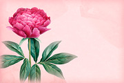 Watercolour illustrations of peonies, a Pattern Graphic by Sundra (Thumbnail 7 of 9)