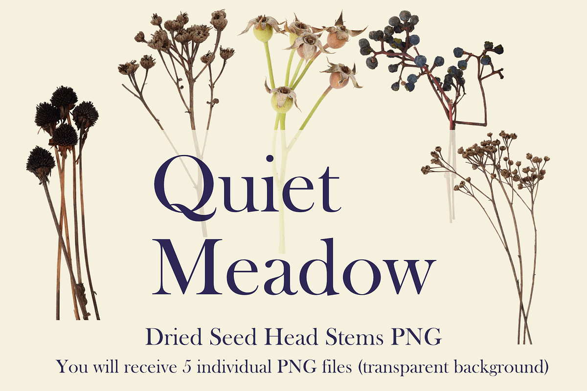 Quiet Meadow — Dried Seed Head Stems, an Object Graphic by Aga Silva (Photo 2 of 4)