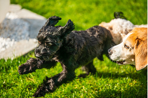 Black Yorkshire Terrier Jumping on, an Animal Photo by MadPhotos