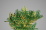 Pinanga coronata, an Environmental 3D Model by AndrewWhite (Thumbnail 24 of 25)