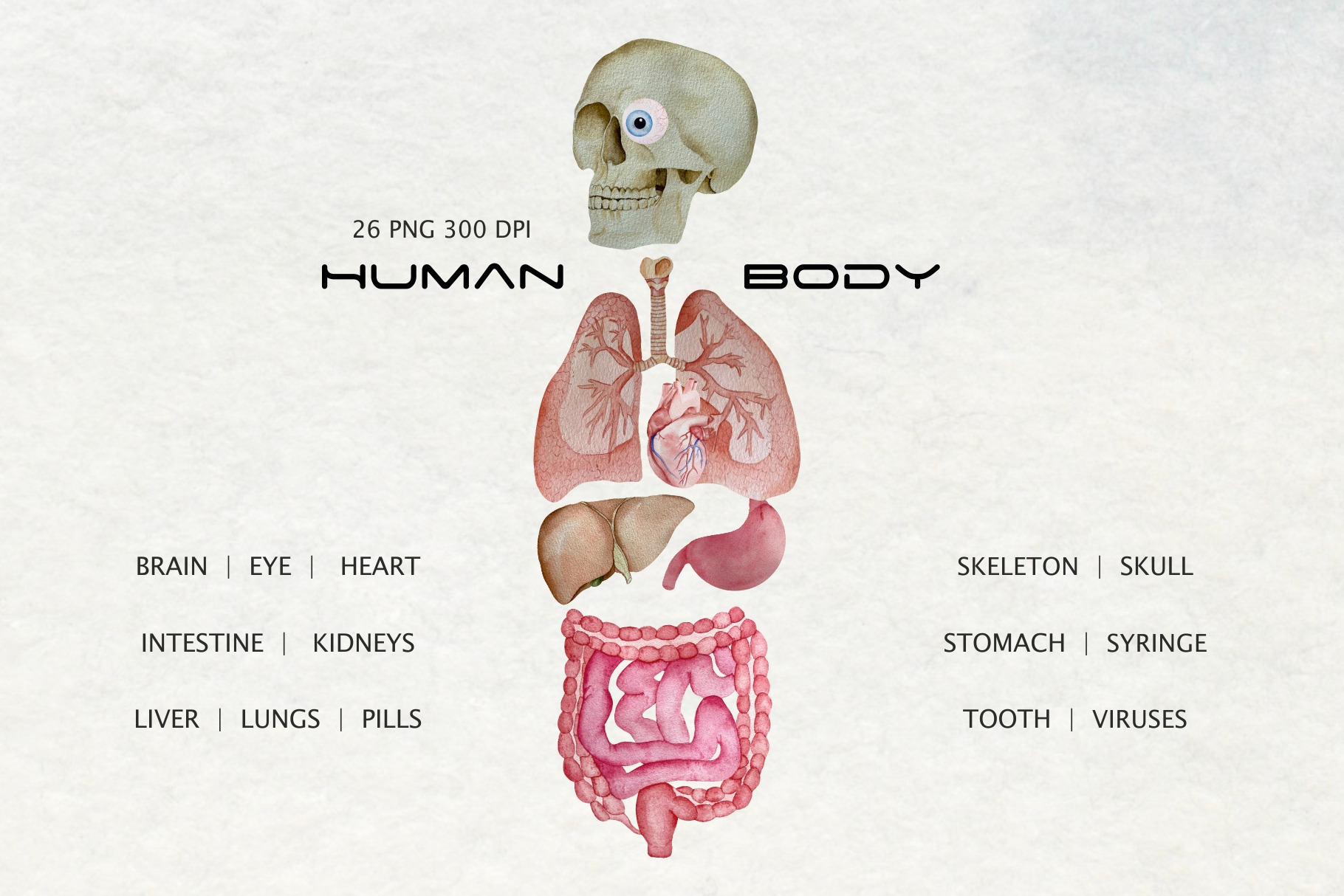 Watercolor Human Organs Clipart, a Healthcare Illustration by Art and Funny