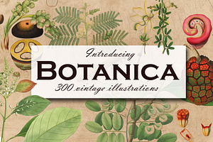 300 Vintage Botanical Illustrations