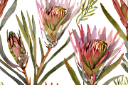 Watercolor Fynbos Flowers, a Decorative Illustration by Karliefie (Thumbnail 3 of 6)