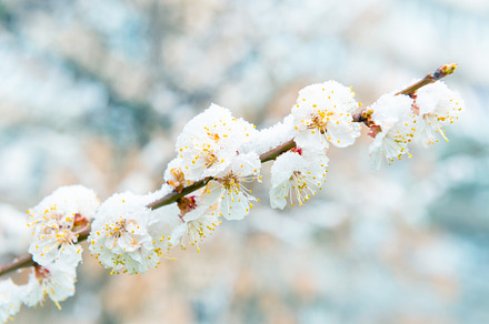 White flowers of branch apricot tree in snow, a Nature Photo by Vapi
