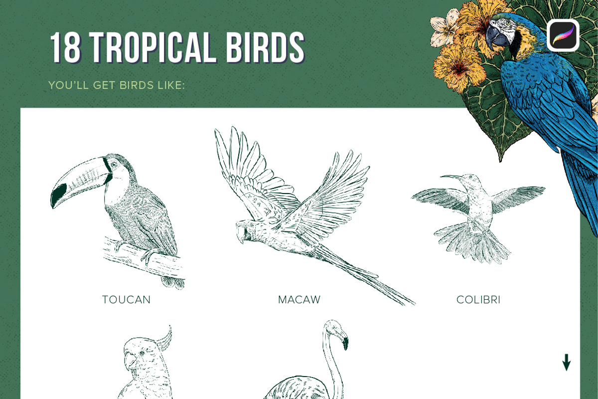 Tropical Stamp Brushes for Procreate, a Brush Add-On by Riveros Illustration (Photo 4 of 14)