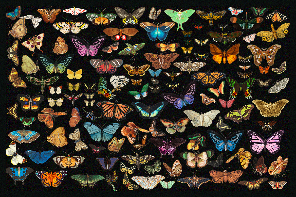 370+ Butterflies Cliparts, an Animal Illustration by Lilithcollageart (Photo 6 of 8)