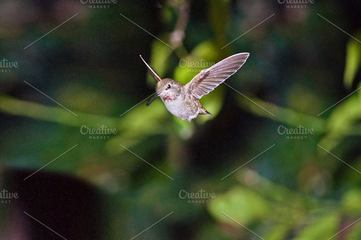 Hummingbird Stock Bundle, an Animal Photo by r.r.palacios (Photo 7 of 7)