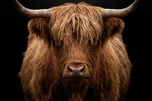 Highland Cow Majestic Portrait, an Animal Photo by Virgo Studio