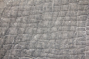 Elephant Skin Background - Texture, an Animal Photo by Wildlife Wonder (Thumbnail 2 of 2)