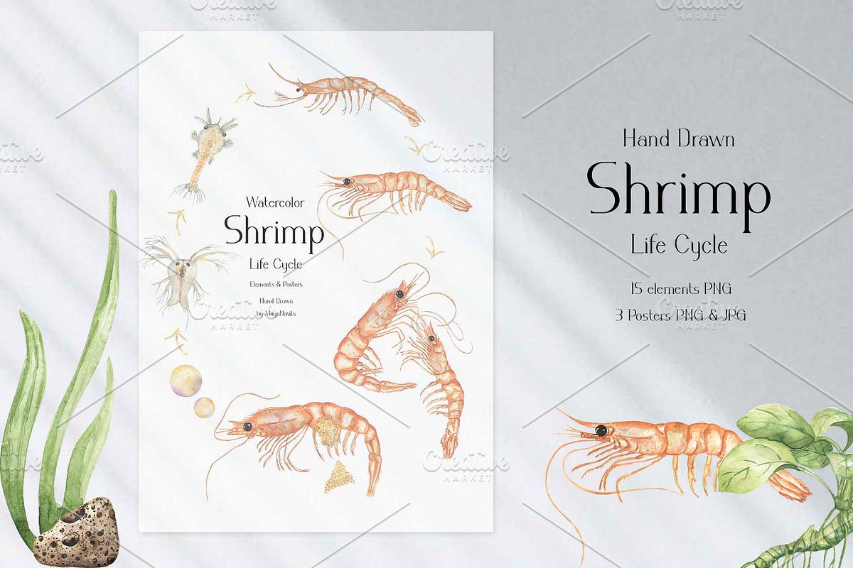 Watercolor Shrimp Life Cycle Set, an Education Illustration by MayaNavits (Photo 2 of 7)