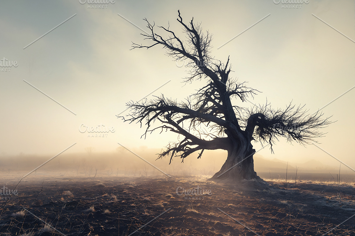 48 Dying Tree Images, a Nature Photo by h.utomo (Photo 33 of 48)