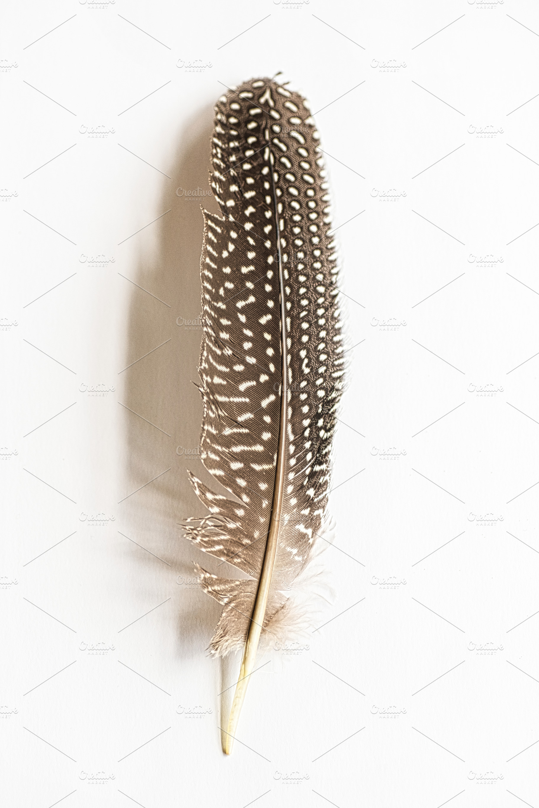 A Single Minimal Feather with Shadow, a Nature Photo by Alicia Youngken Photo's