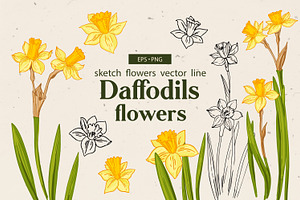 Daffodils. Sketch Spring Flowers