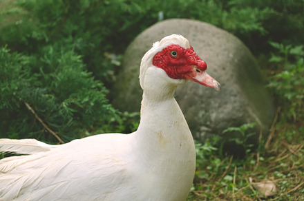 White duck is on green grass., an Animal Photo by Sir13