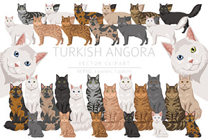 Turkish Angora cat