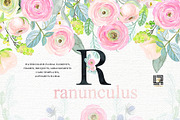 -50% Off Buttercups. Ranunculus pink, an Illustration by LABFcreations (Thumbnail 1 of 12)