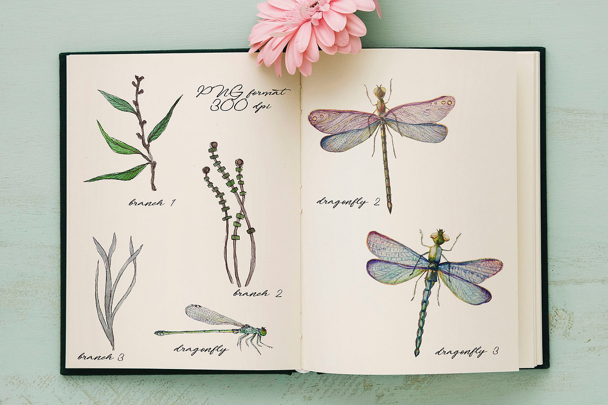 DRAGONFLIES. Watercolor clipart, an Illustration by digital_essence (Photo 3 of 10)