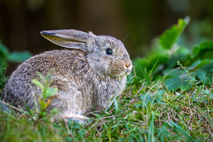 Rabbit sitting in green grass during the day near bushes and pla, an Animal Photo by Byrdyak
