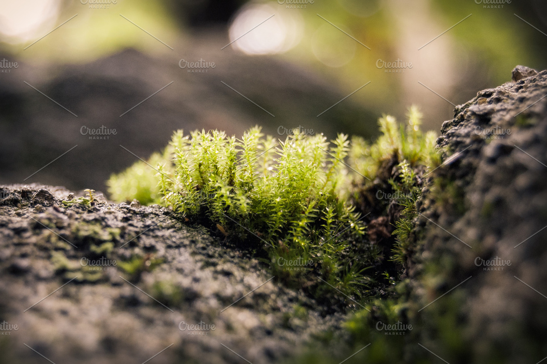 Moss containing moss, nature, and stone, a Nature Photo by bozekmichal