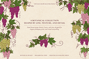 Vintage Grape Vector set Wine Labels, a Food Illustration by Neliakott ♥ (Thumbnail 10 of 10)