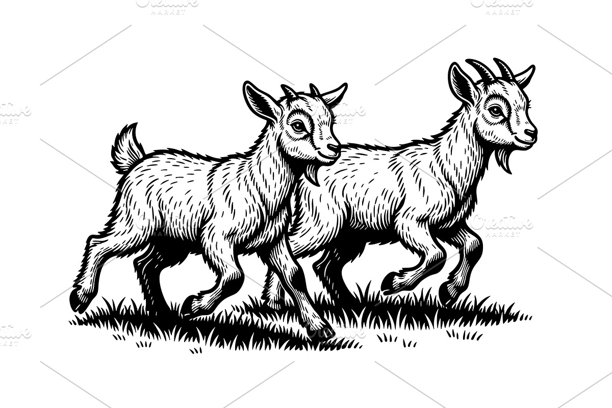 Vector of two young goats running, an Animal Illustration by yod67