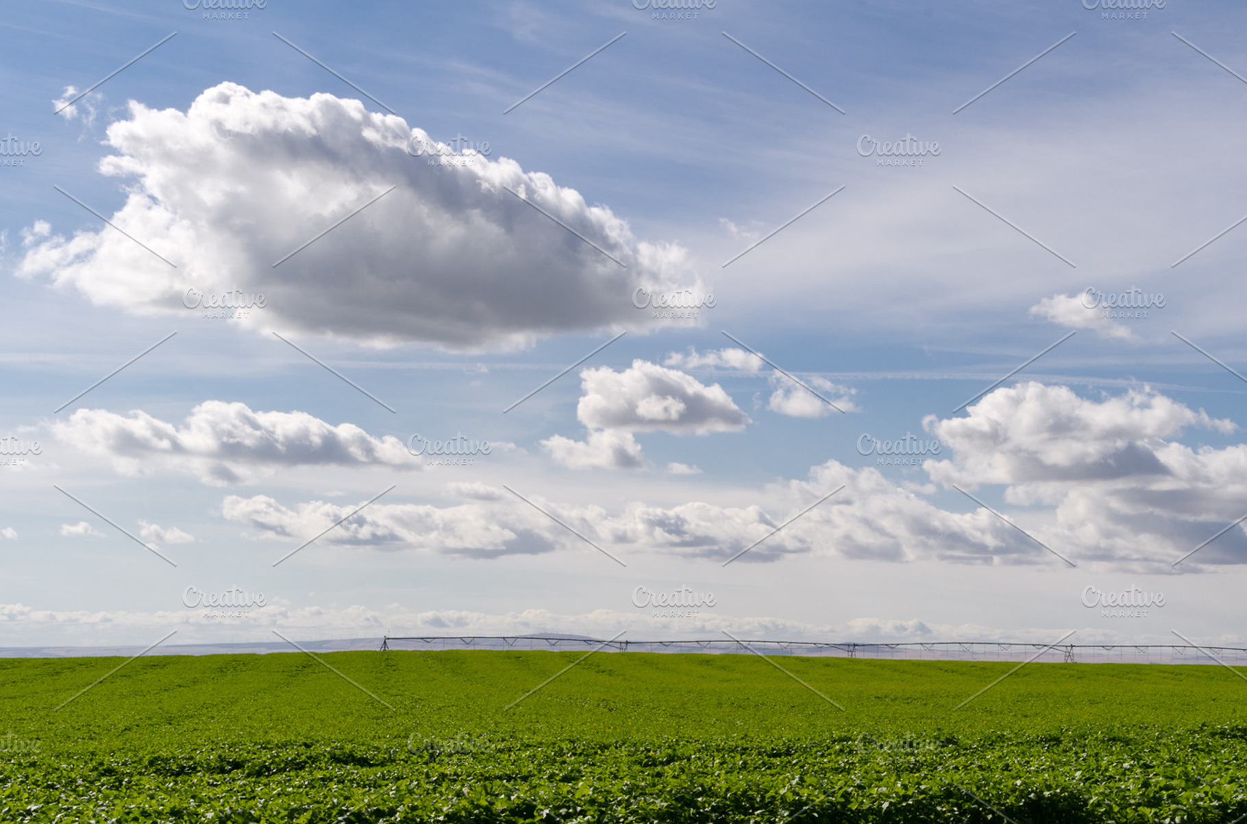 Field Of Potatoes With Clouds In Sky