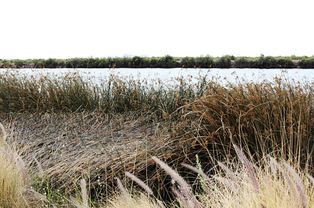 Nature Bed