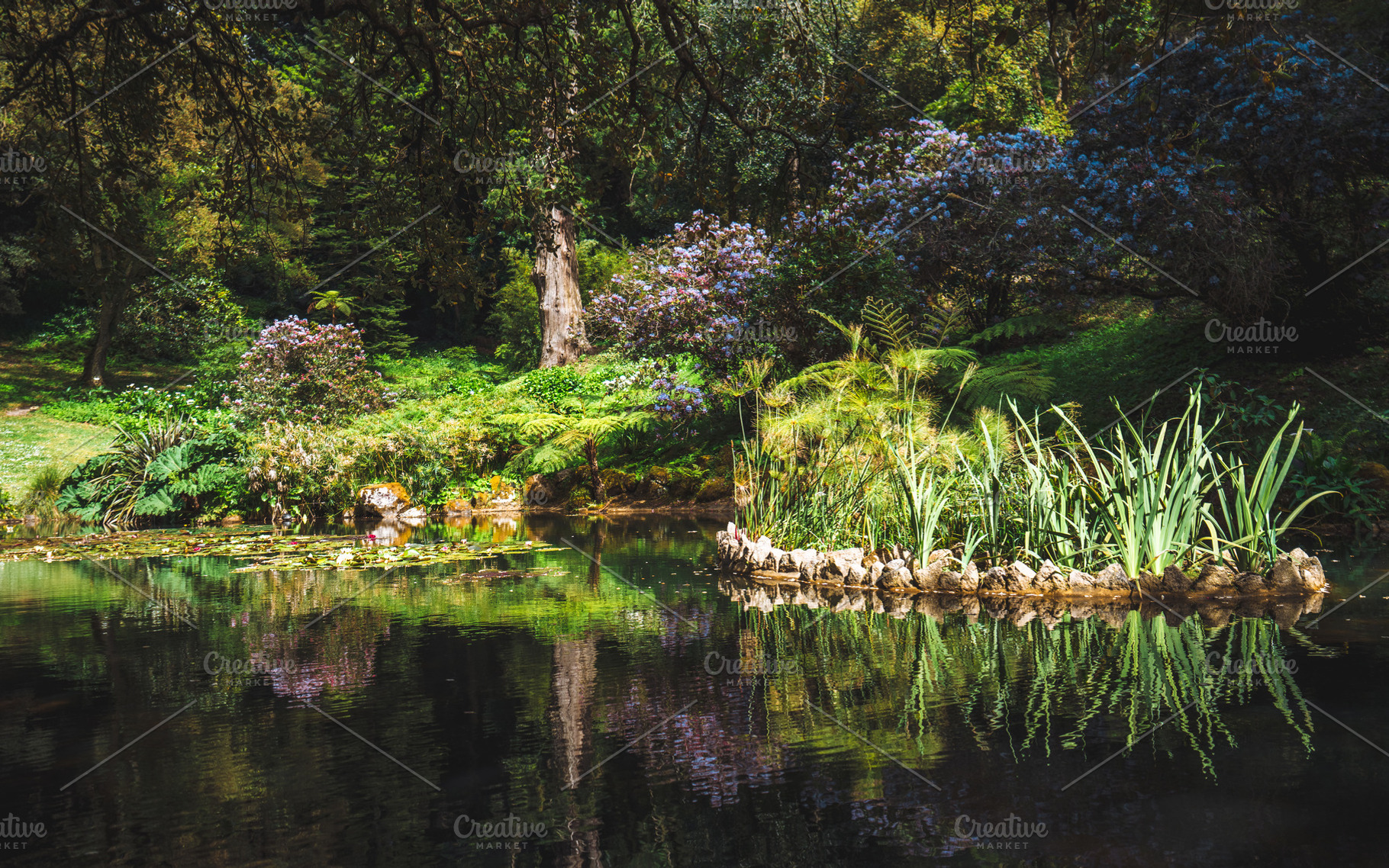 Garden pond with plant island, a Nature Photo by SkyNext
