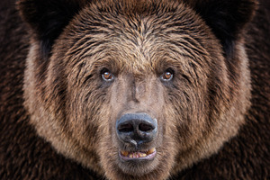 Close encounter with a grizzly bear in a dense forest habitat during early morn, an Animal Photo by Byrdyak
