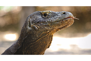 Komodo dragon sticking out tongue in, an Animal Photo by Goinyk