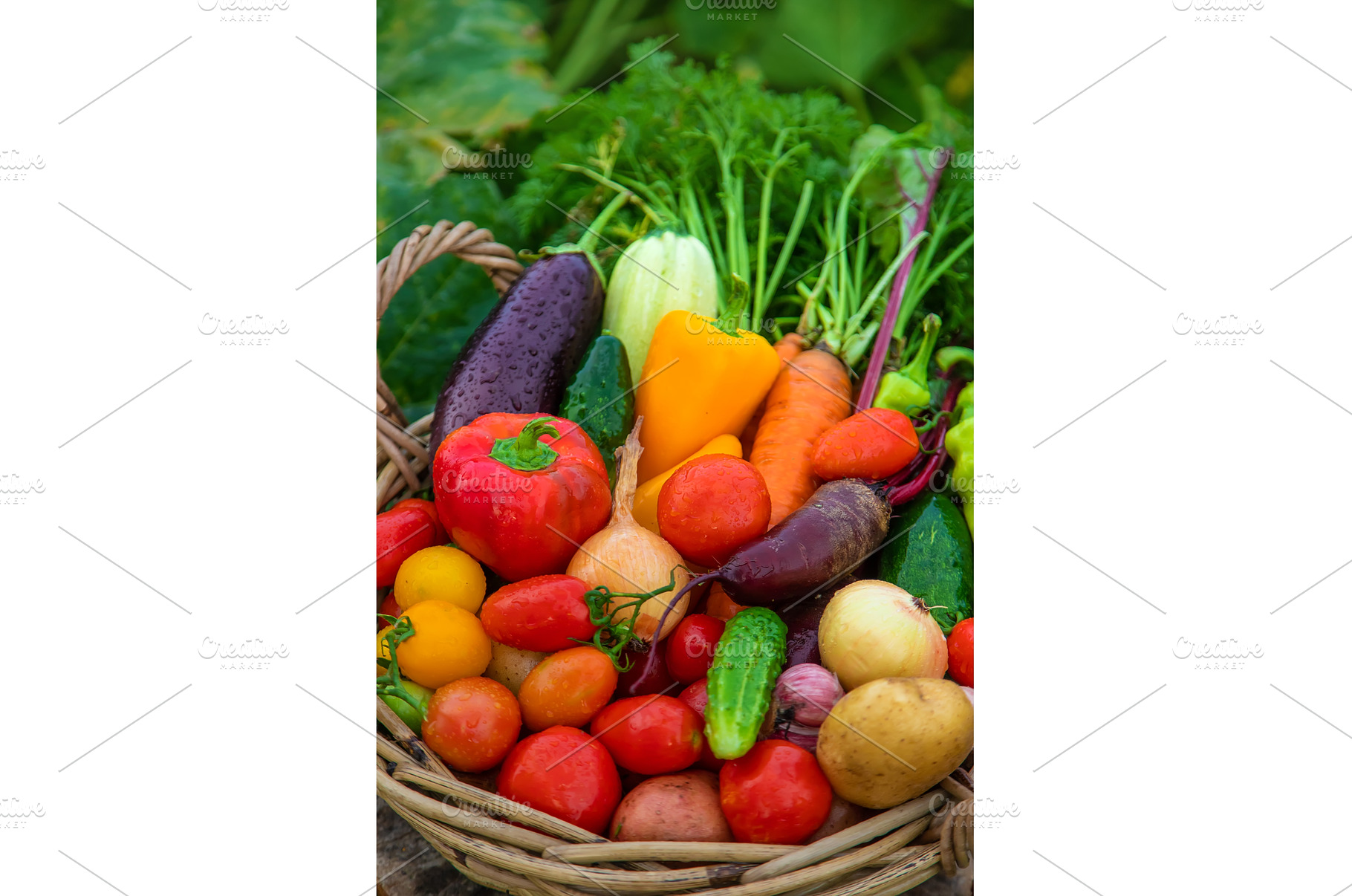 Harvest vegetables in the garden, a Food & Drink Photo by yanadjana