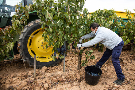 Harvesting works featuring worker, cluster, and grape
