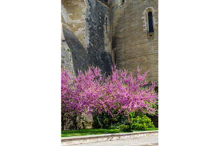 Amboise France during springtime
