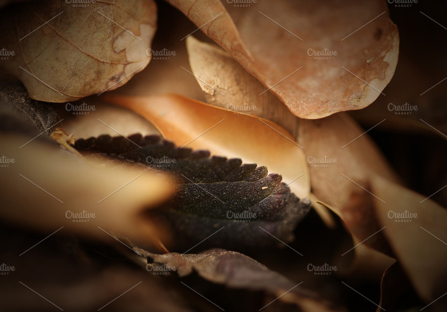 Fallen Beauty