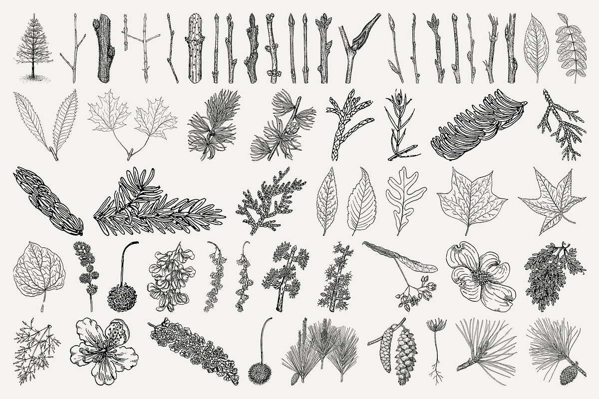 Vintage Leaf & Branch Illustrations, a Decorative Illustration by Century Library (Photo 3 of 9)