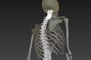 Human skeleton rigged, a Characters & Person 3D Model by konstantin.ermolaev (Thumbnail 22 of 27)