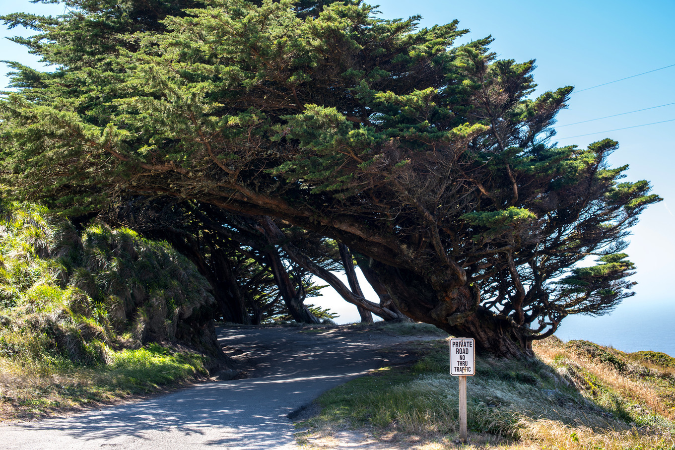 Point reyes trees containing point, reyes, and marin, a Nature Photo by ...