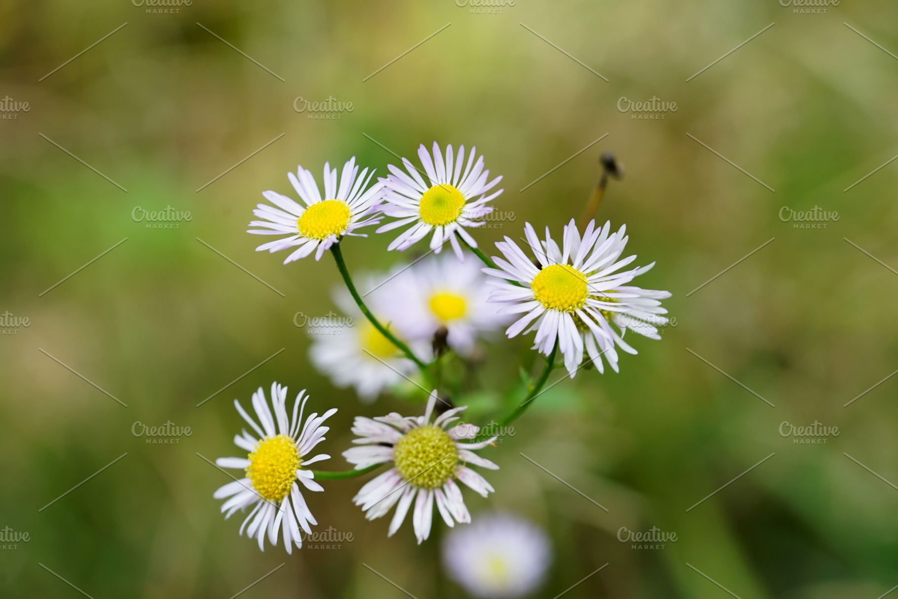 Chamomile featuring chamomile, flower, and nature, a Nature Photo by Nazar Hrabovyi