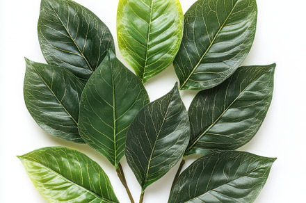 Green leaves arrangement nature bota, a Background Photo by Pixeness