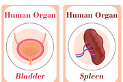 Human Organs Flash Cards, a Card Template by DigitalsDesigns (Thumbnail 4 of 4)