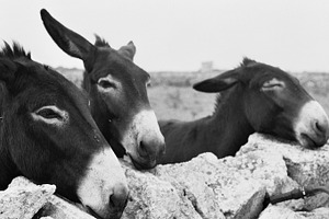Three Donkeys