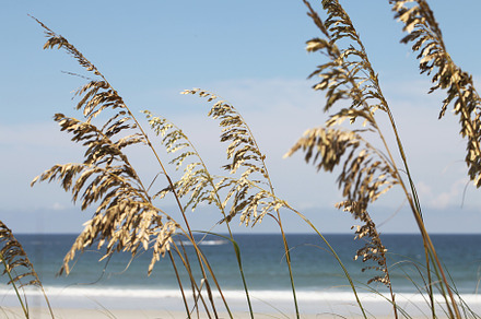 Sea oats featuring sea, oats, and beach, a Nature Photo by Viktor