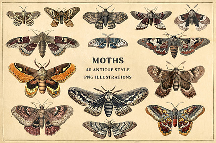 Moths - 40 antique style PNG images, an Illustration by YesFoxy
