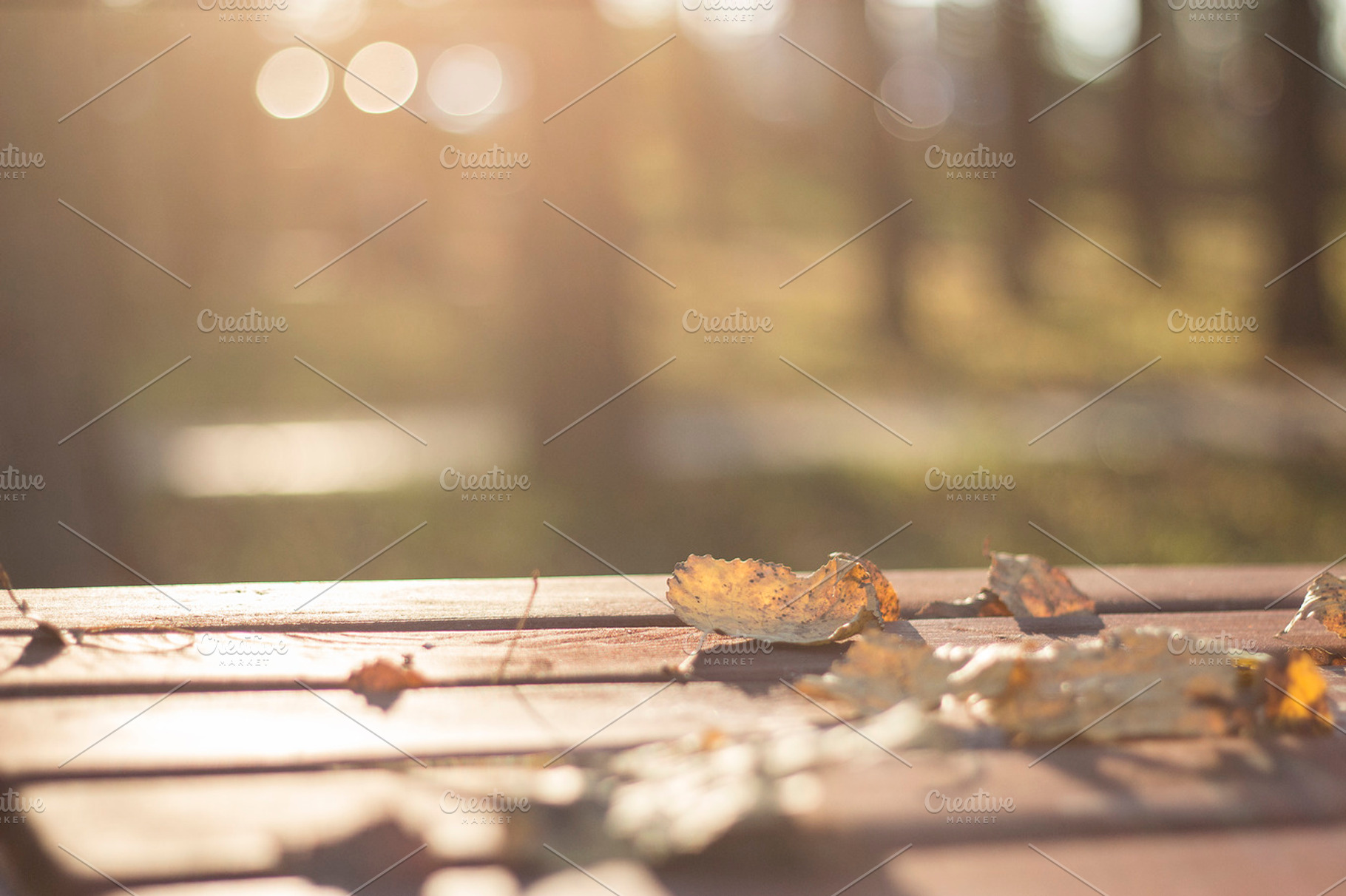Dried leaves fallen 2, a Nature Photo by Pixelglow Images
