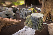 Forest Elements, an Environmental 3D Model by Beatheart Creative Studio (Thumbnail 9 of 25)