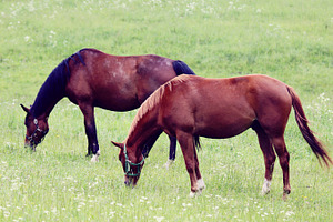 Two horses outdoors, an Animal Photo by BOOCYS