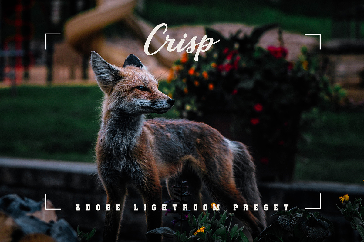 Crisp Adobe Lightroom Preset, a Preset Add-On by Voleshads (Photo 1 of 12)