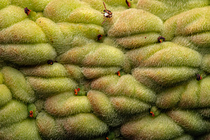 Magnolia Grandiflora Seed Pod, a Nature Photo by Rob D Animal Photography