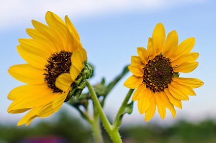 Sunflower Sisters