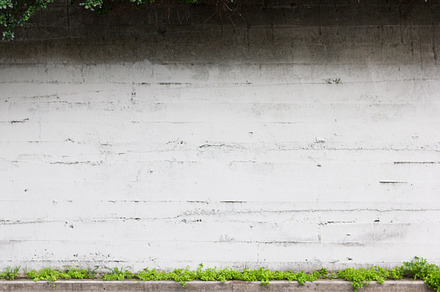Blank wall containing background, backdrop, and plants